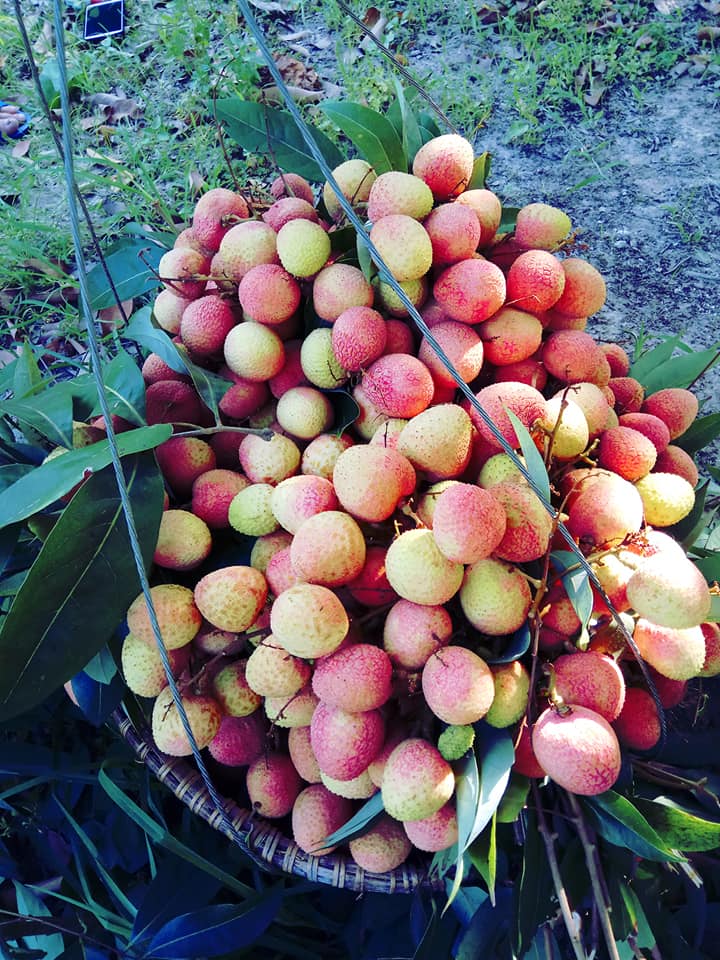 Tác dụng của quả Vải Thiều đối với sức khỏe con người